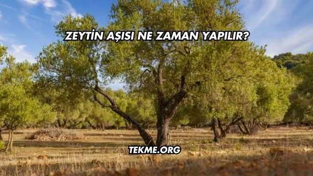 Zeytin Aşısı Ne Zaman Yapılır?