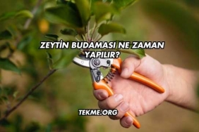 Zeytin Budaması Ne Zaman Yapılır?