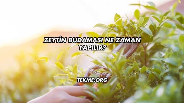 Zeytin Budaması Ne Zaman Yapılır?
