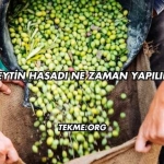 Zeytin Hasadı Ne Zaman Yapılır?