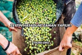 Zeytin Hasadı Ne Zaman Yapılır?