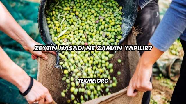 Zeytin Hasadı Ne Zaman Yapılır?