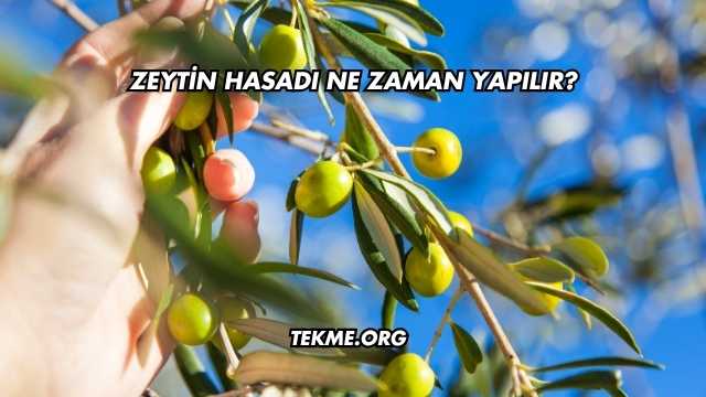 Zeytin Hasadı Ne Zaman Yapılır?
