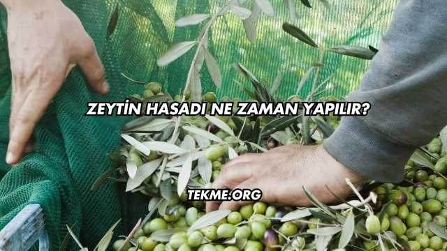 Zeytin Hasadı Ne Zaman Yapılır?
