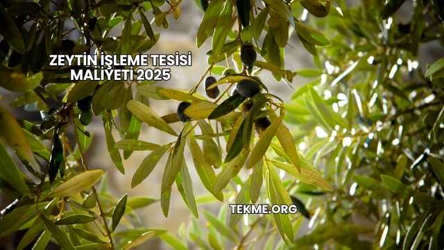 Zeytin İşleme Tesisi Maliyeti 2025
