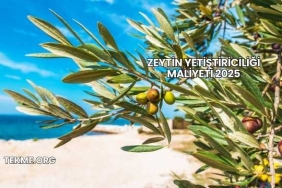 Zeytin Yetiştiriciliği Maliyeti 2025
