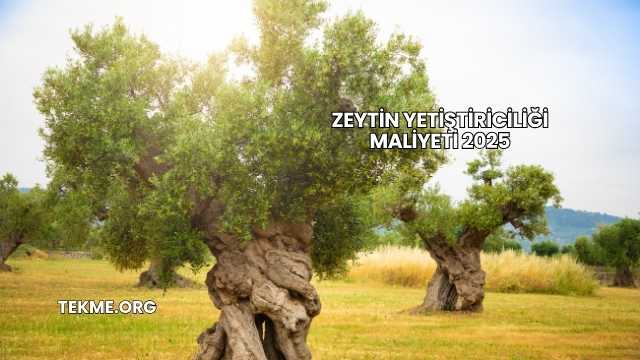 Zeytin Yetiştiriciliği Maliyeti 2025