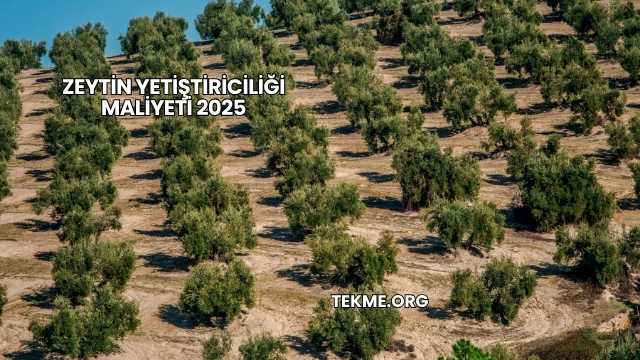 Zeytin Yetiştiriciliği Maliyeti 2025