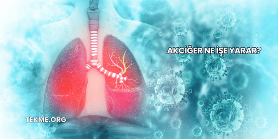 Akciğer Ne İşe Yarar?