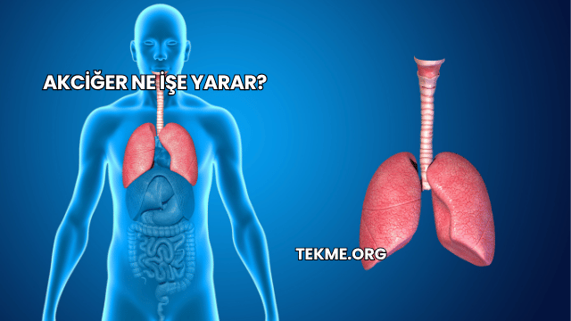 Akciğer Ne İşe Yarar?