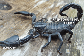 Akrep Sokmasına Ne İyi Gelir?