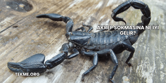 Akrep Sokmasına Ne İyi Gelir?