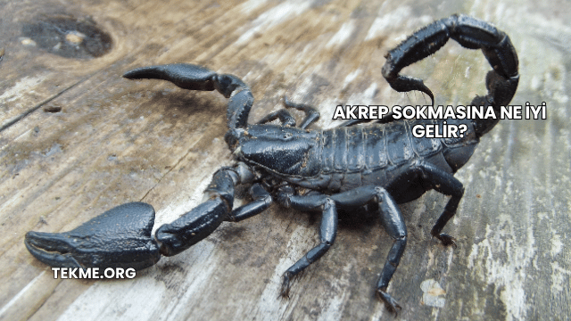 Akrep Sokmasına Ne İyi Gelir?