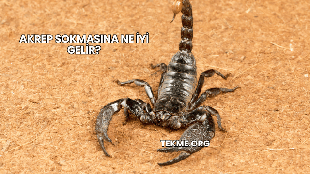Akrep Sokmasına Ne İyi Gelir?