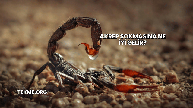 Akrep Sokmasına Ne İyi Gelir?