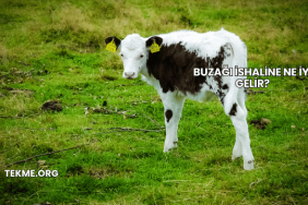 Buzağı İshaline Ne İyi Gelir?