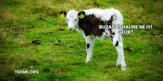 Buzağı İshaline Ne İyi Gelir?