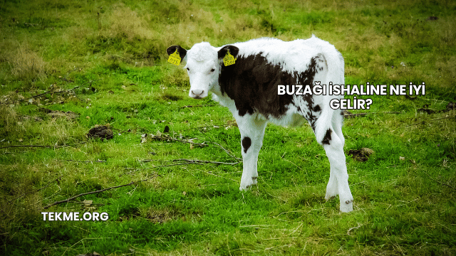 Buzağı İshaline Ne İyi Gelir?