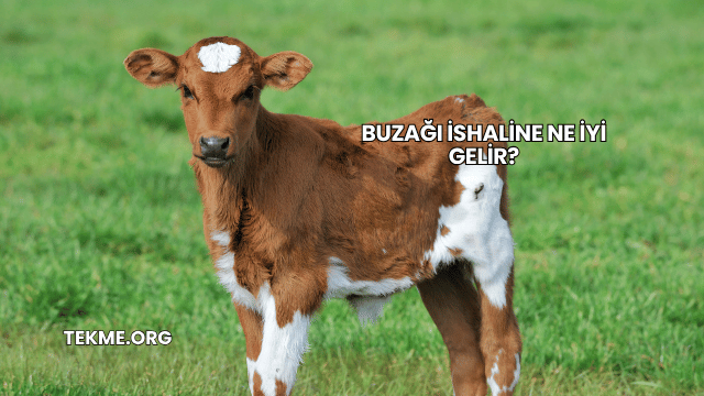 Buzağı İshaline Ne İyi Gelir?