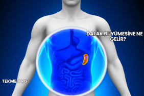 Dalak Büyümesine Ne İyi Gelir?