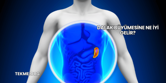 Dalak Büyümesine Ne İyi Gelir?