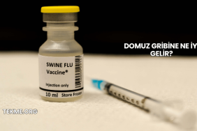 Domuz Gribine Ne İyi Gelir?