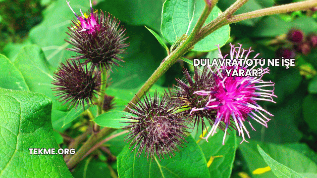 Dulavrat Otu Ne İşe Yarar?
