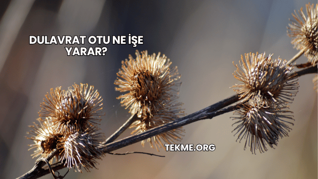 Dulavrat Otu Ne İşe Yarar?