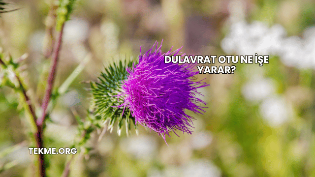 Dulavrat Otu Ne İşe Yarar?
