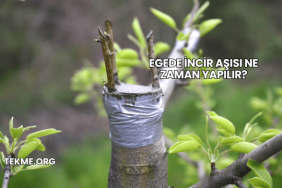 Egede İncir Aşısı Ne Zaman Yapılır?