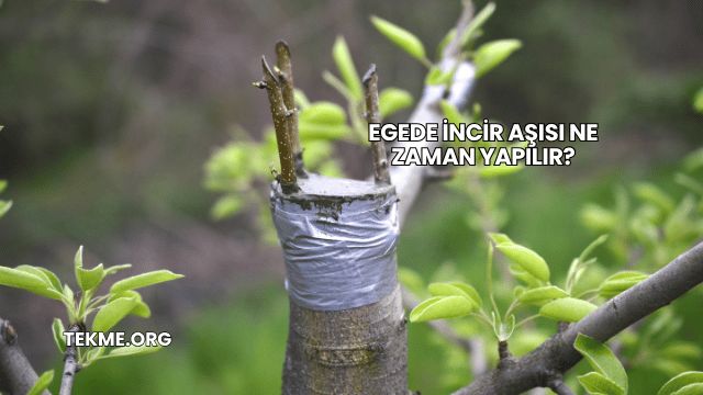 Egede İncir Aşısı Ne Zaman Yapılır?