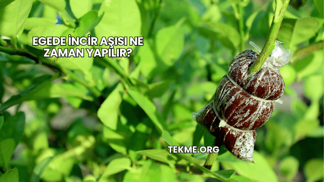 Egede İncir Aşısı Ne Zaman Yapılır?