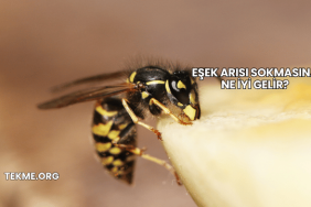 Eşek Arısı Sokmasına Ne İyi Gelir?