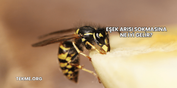 Eşek Arısı Sokmasına Ne İyi Gelir?