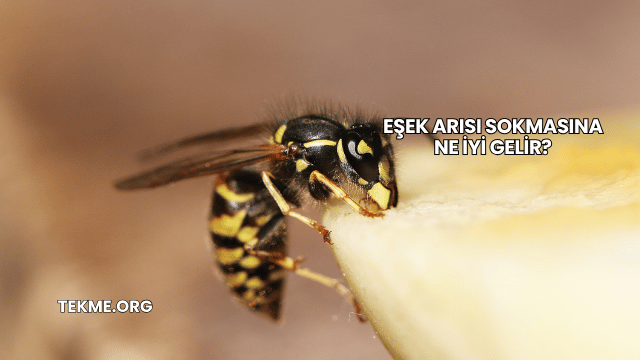 Eşek Arısı Sokmasına Ne İyi Gelir?