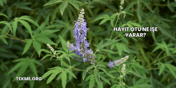 Hayıt Otu Ne İşe Yarar?