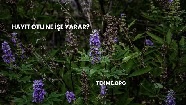 Hayıt Otu Ne İşe Yarar?
