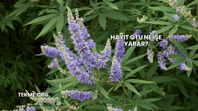 Hayıt Otu Ne İşe Yarar?