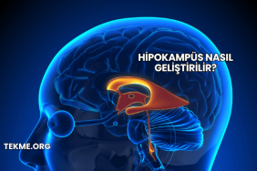 Hipokampüs Nasıl Geliştirilir?