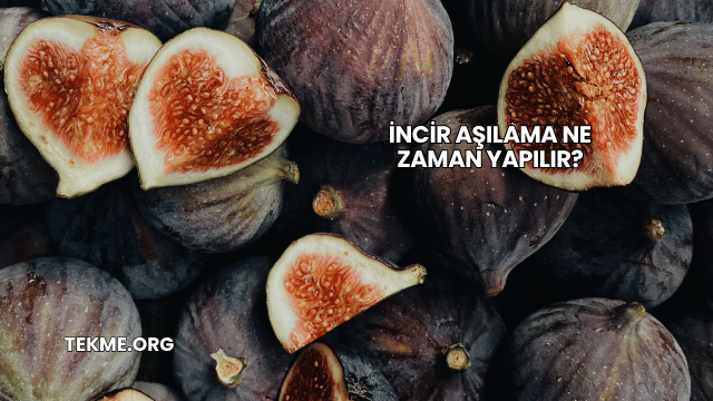 İncir Aşılama Ne Zaman Yapılır?