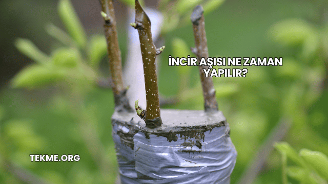İncir Aşısı Ne Zaman Yapılır?