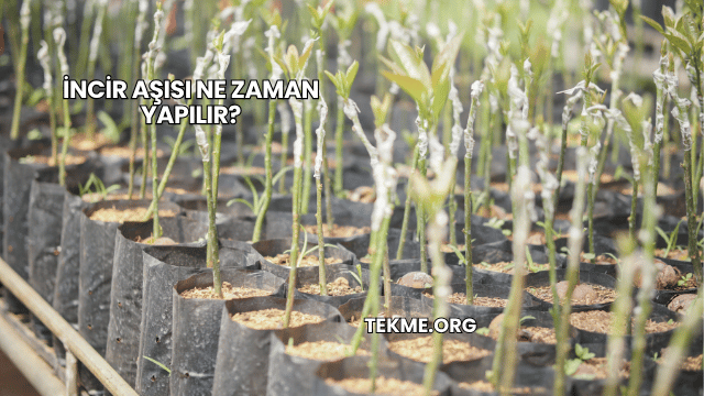 İncir Aşısı Ne Zaman Yapılır?
