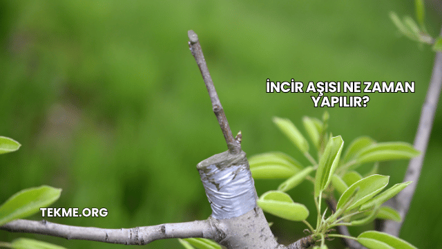 İncir Aşısı Ne Zaman Yapılır?
