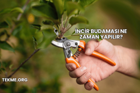 İncir Budaması Ne Zaman Yapılır?