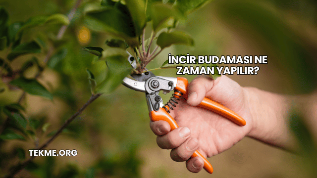 İncir Budaması Ne Zaman Yapılır?