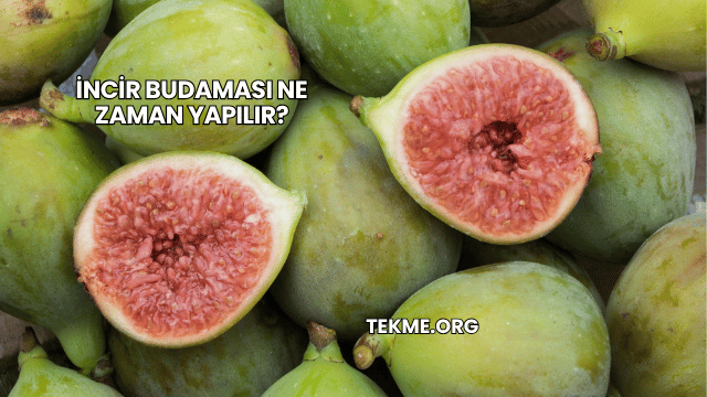 İncir Budaması Ne Zaman Yapılır?