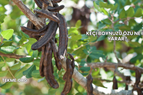 Keçi Boynuzu Özü Ne İşe Yarar?