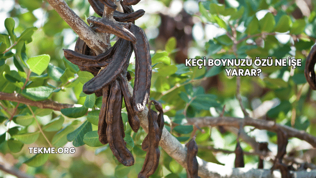 Keçi Boynuzu Özü Ne İşe Yarar?