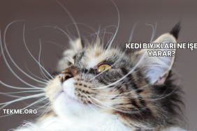 Kedi Bıyıkları Ne İşe Yarar?