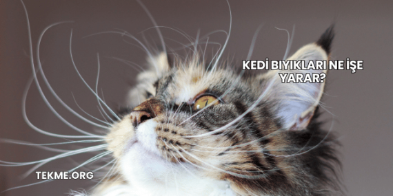 Kedi Bıyıkları Ne İşe Yarar?